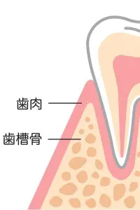歯の仕組み、歯槽骨について