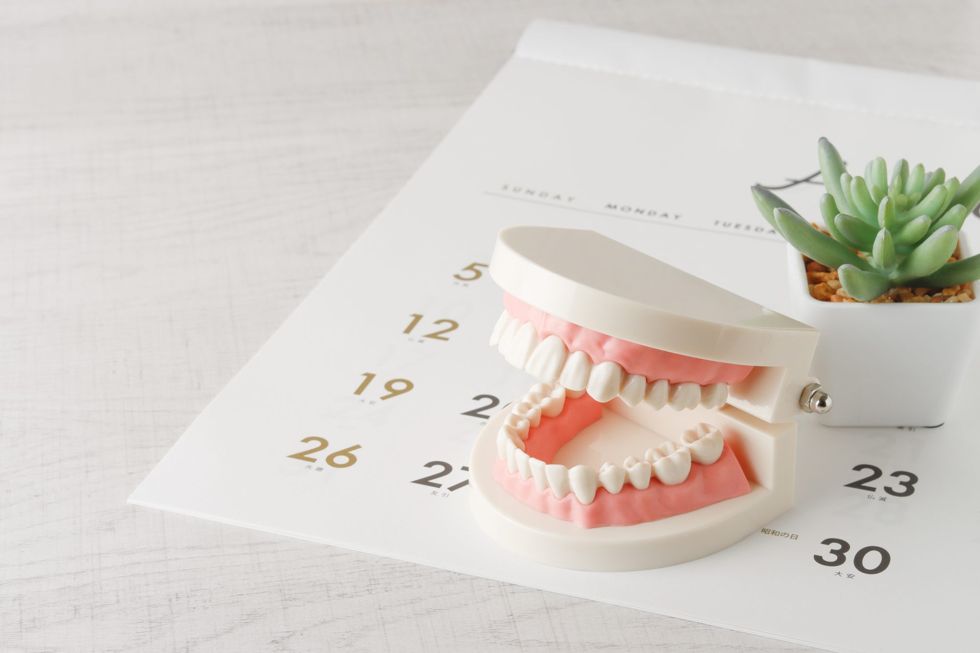カレンダーと歯の模型の画像