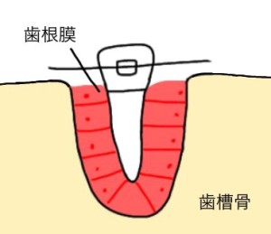 難波　歯列矯正　歯槽骨