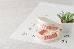 歯の模型,カレンダー