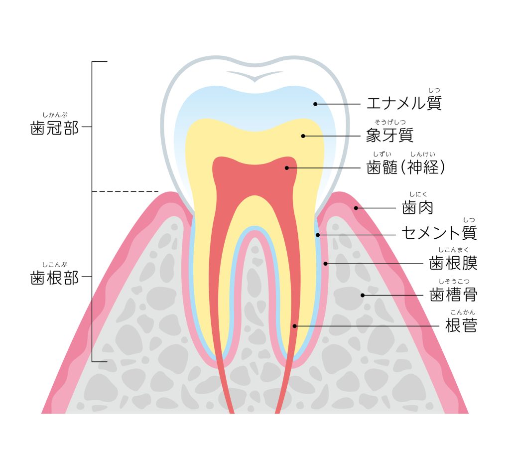 歯の構造のイラスト